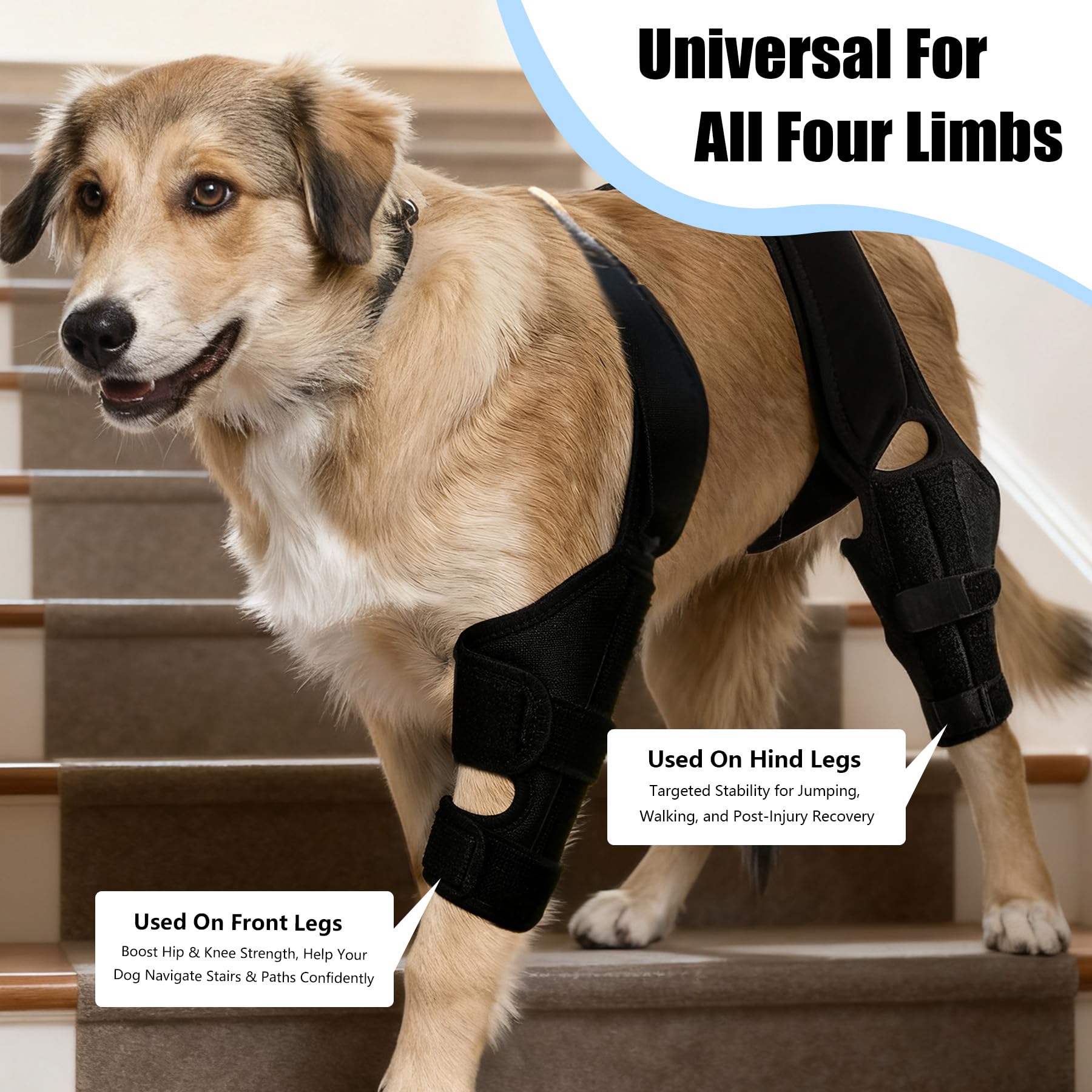 Noorace dog knee brace in use during walk highlights durable, secure wear.