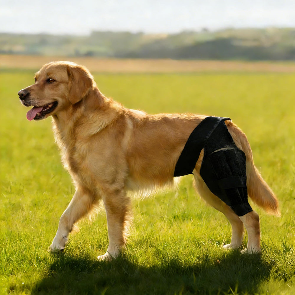 Noorace dog knee brace packaging and box for easy purchase and trial.