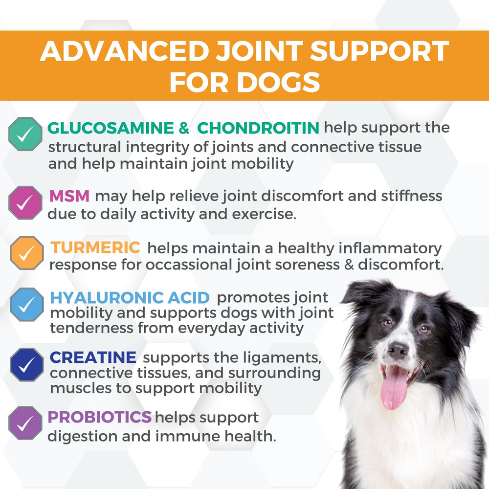 Nootie Progility bottle label front showcasing a premium joint supplement for dogs.