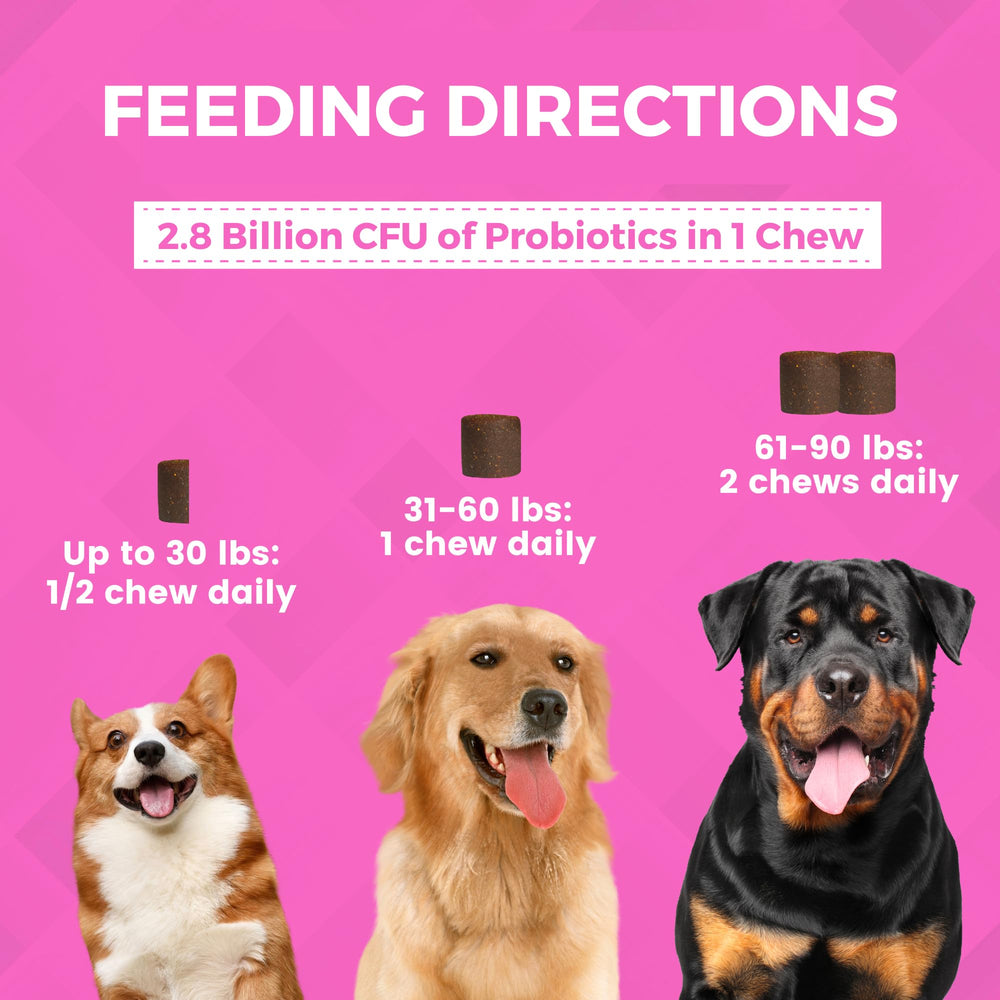 Nootie Progility soft chew for a dog enjoying a gentle digestion aid