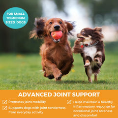 Close-up of Nootie Progility mini hip joint soft chews with bacon and cheese flavor