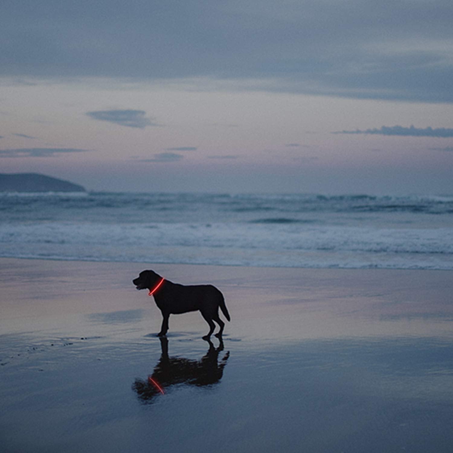 Novkin collar offers three modes for versatile visibility during night walks