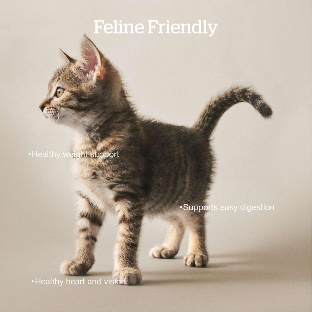 Now Fresh grain-free cat food emphasizes real meat ingredients for digestive comfort.