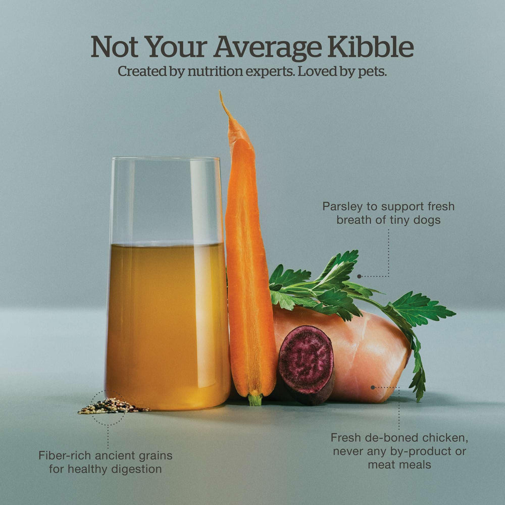 Bone broth-coated kibble in Now Fresh Good Gravy small breed formula.