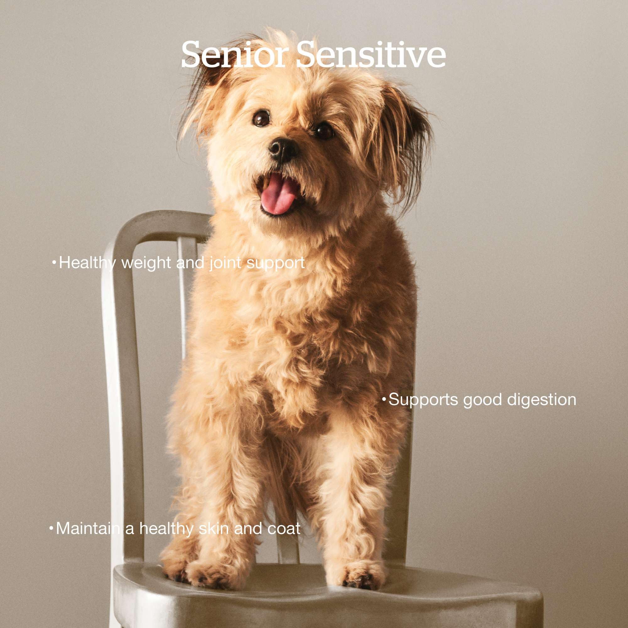 Now Fresh Senior kibble close-up highlights grain-free real meat ingredients