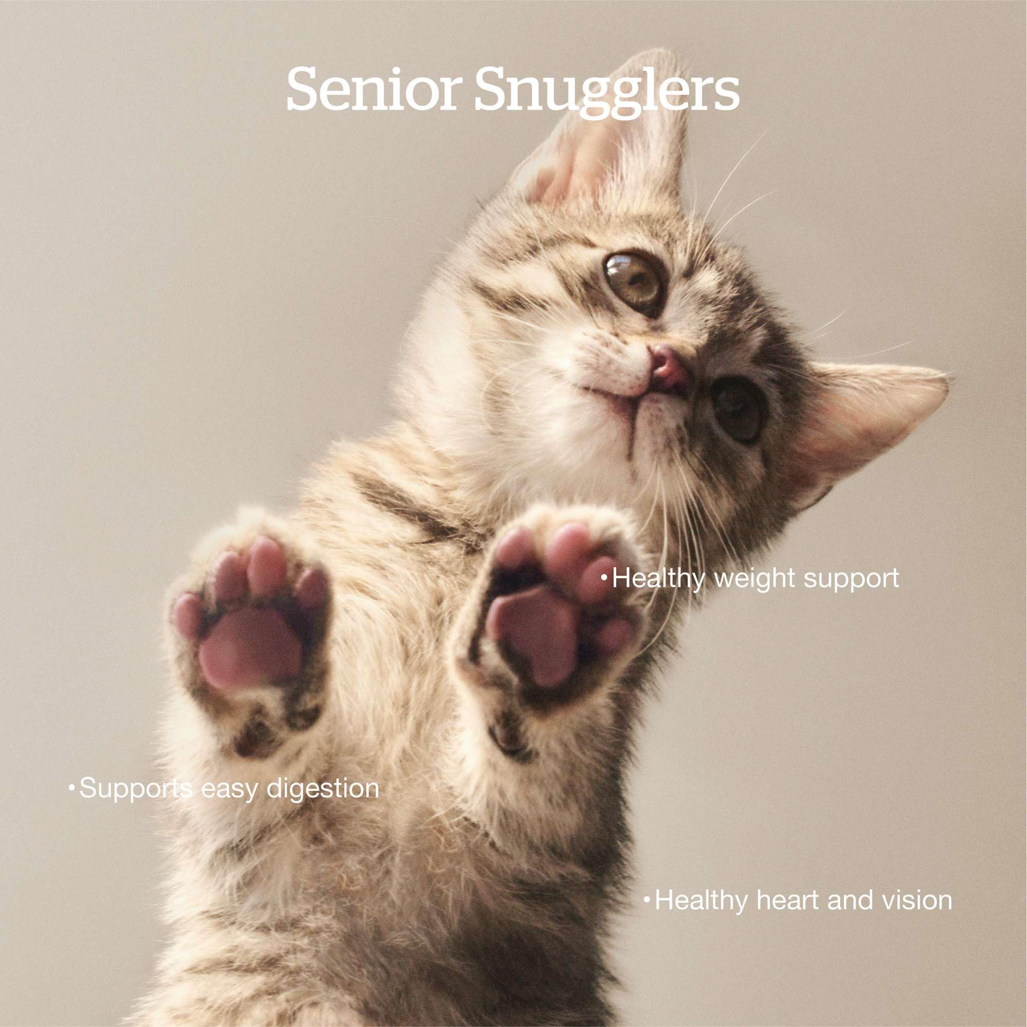 Now Fresh Senior kibble in bowl, appeal for picky eaters