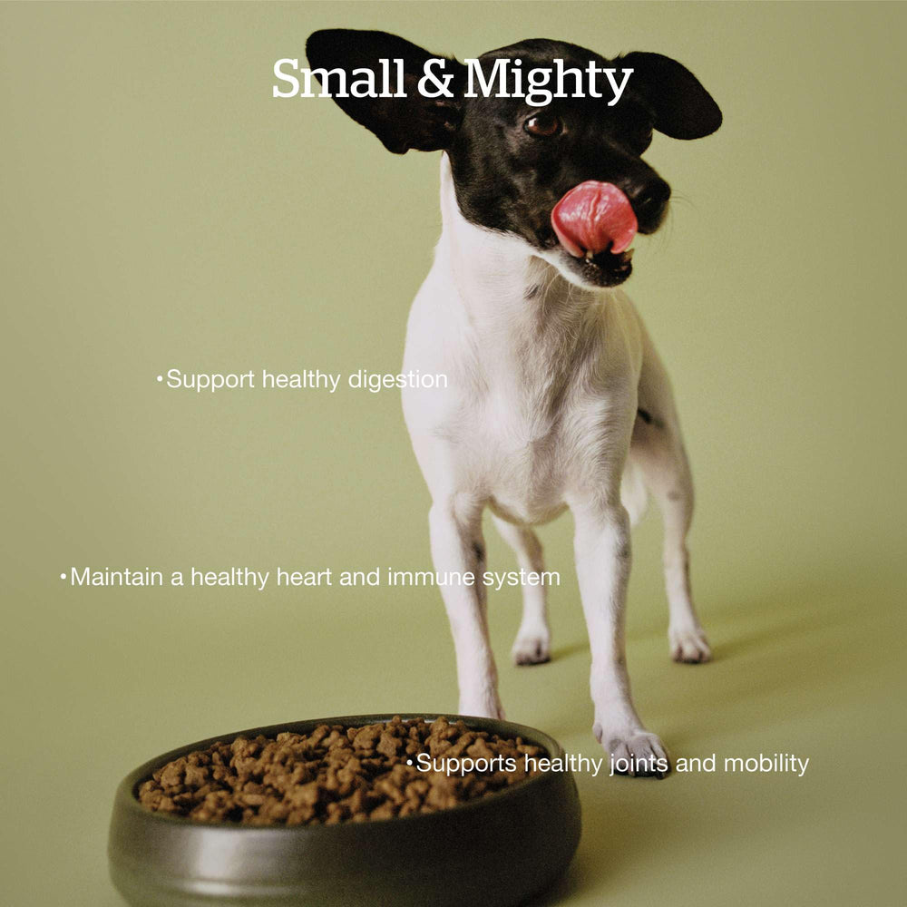 Close-up of tiny kibble from Now Fresh senior dog food for easy chewing