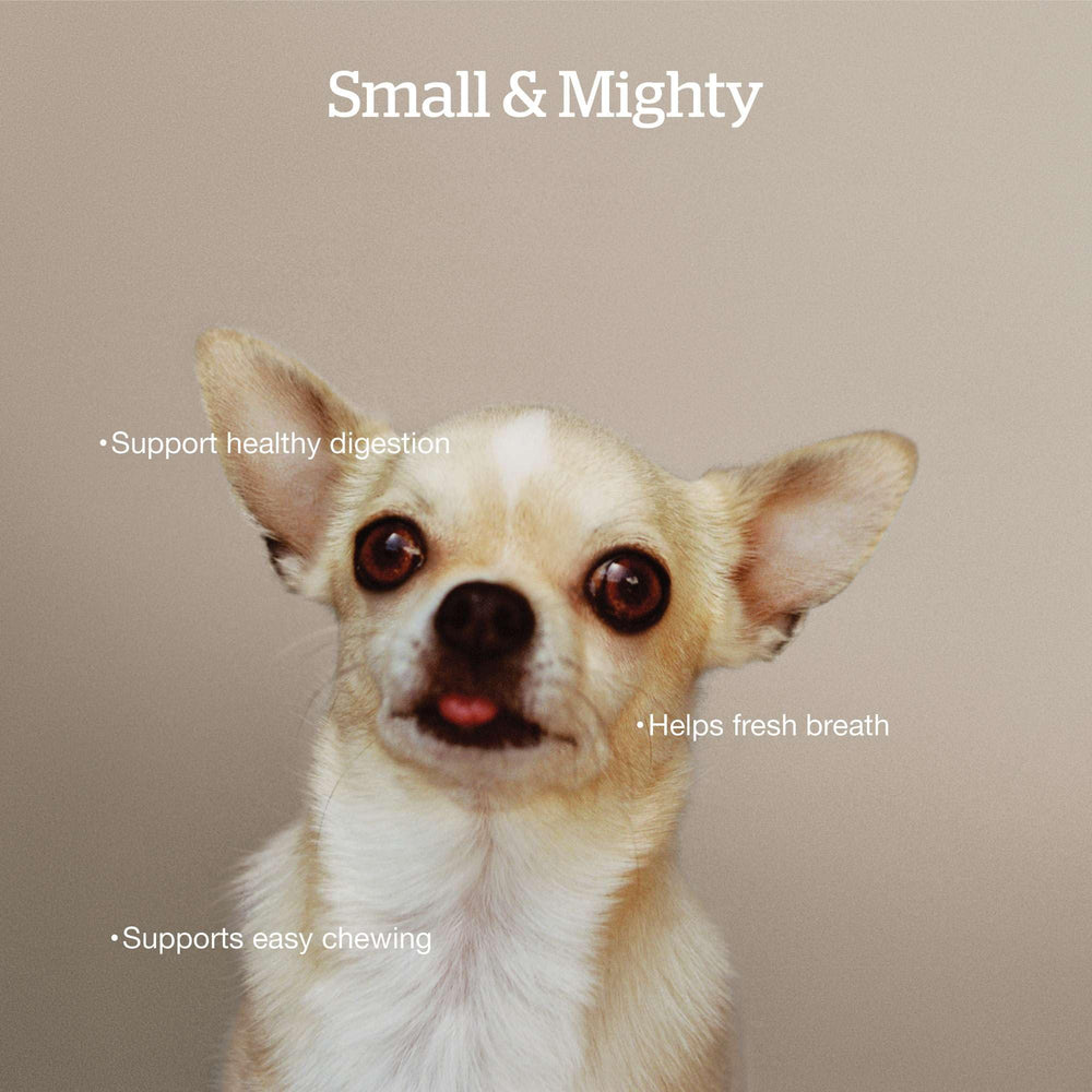 Closeup of tiny small-breed kibble for easy chewing and acceptance.