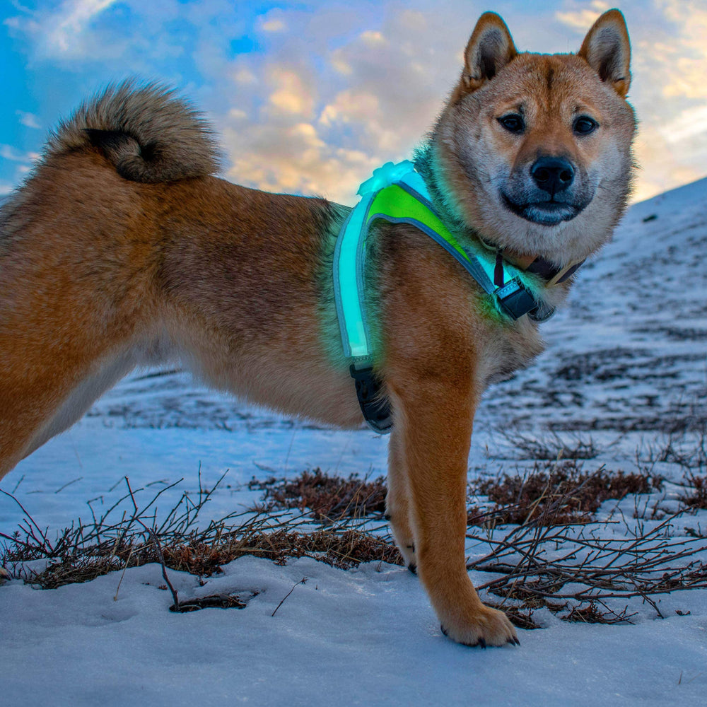 Cordura fabric on LightHound emphasizes rugged, long-lasting wear.