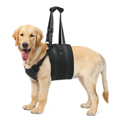 NOYAL Dog Lift Harness rear leg support shown aiding mobility and stairs