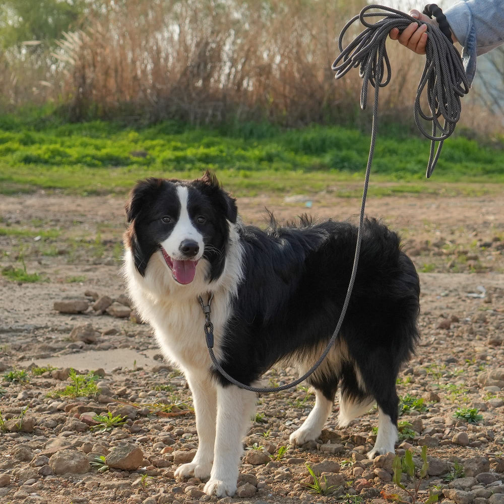 NTR leash suited for outdoor adventures like hiking and camping.