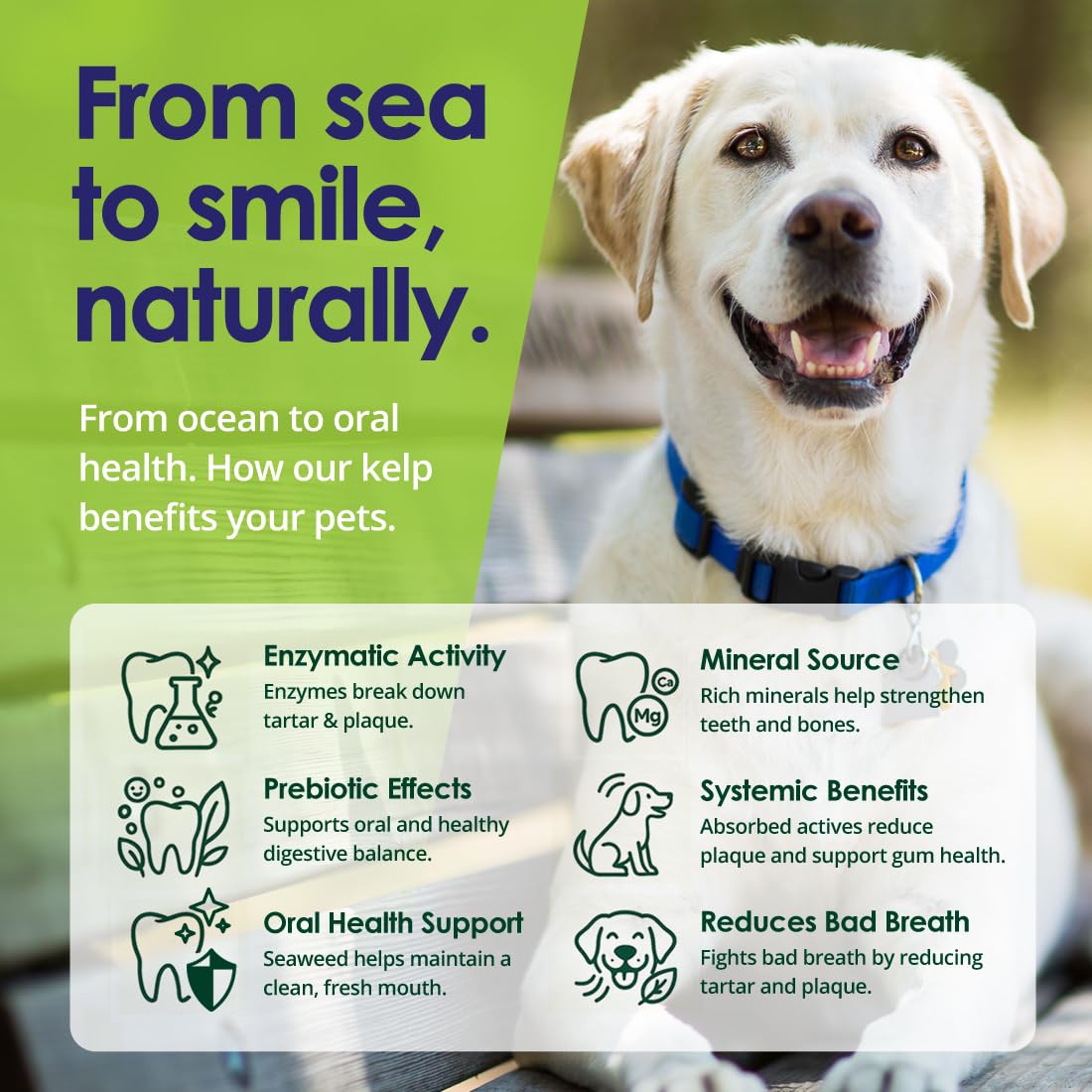 NuLife organic kelp powder sourced from Iceland for dogs.