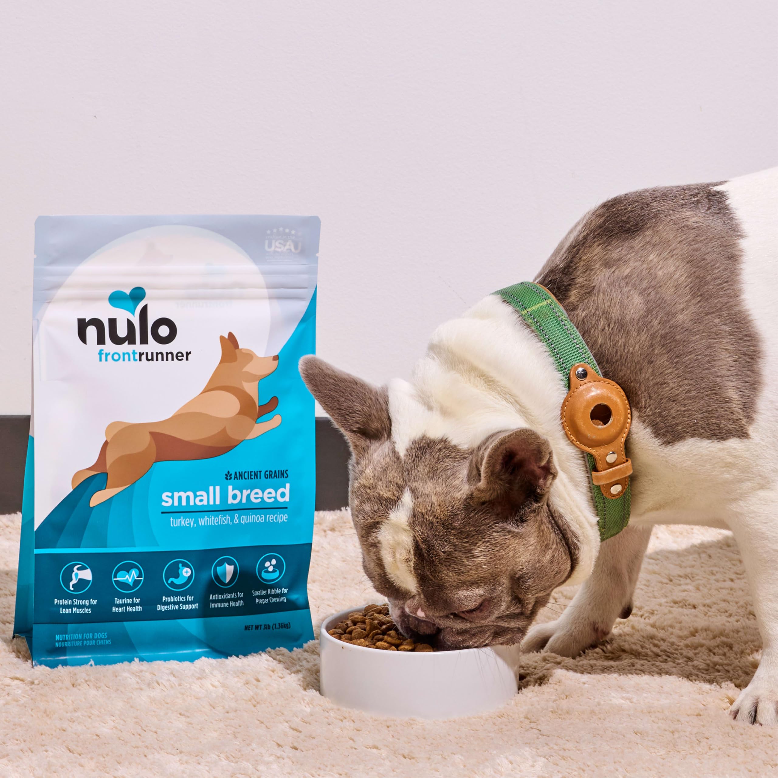 Close-up of Nulo Frontrunner coat health with healthy skin and shine