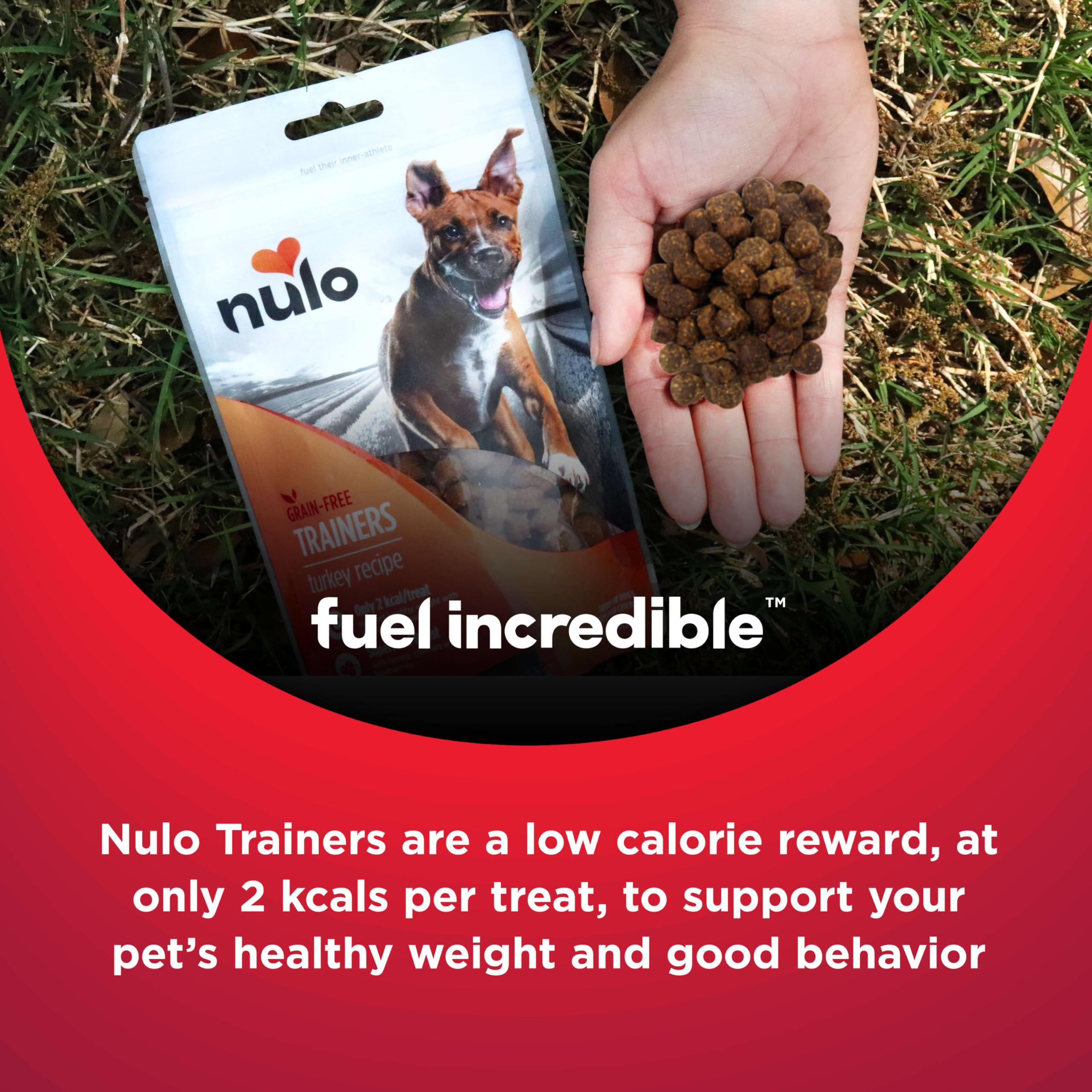 Nulo Trainers dog enjoying training reward during session.