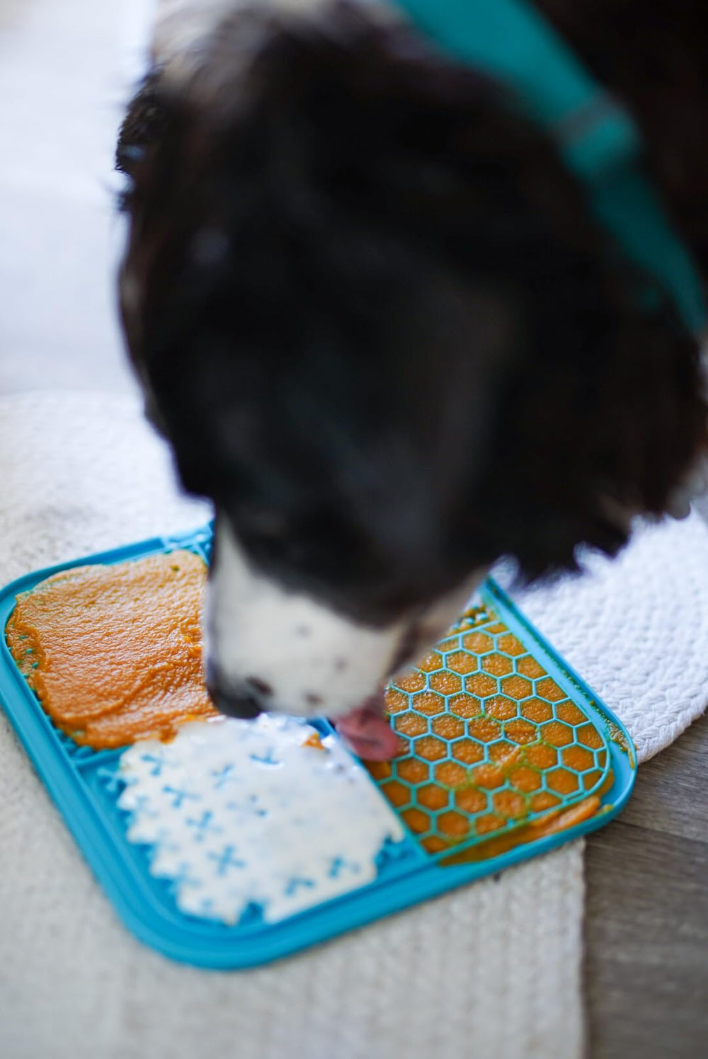 Nummy Tum Tum organic sweet potato dog and cat snack image suggests tasty daily treats.