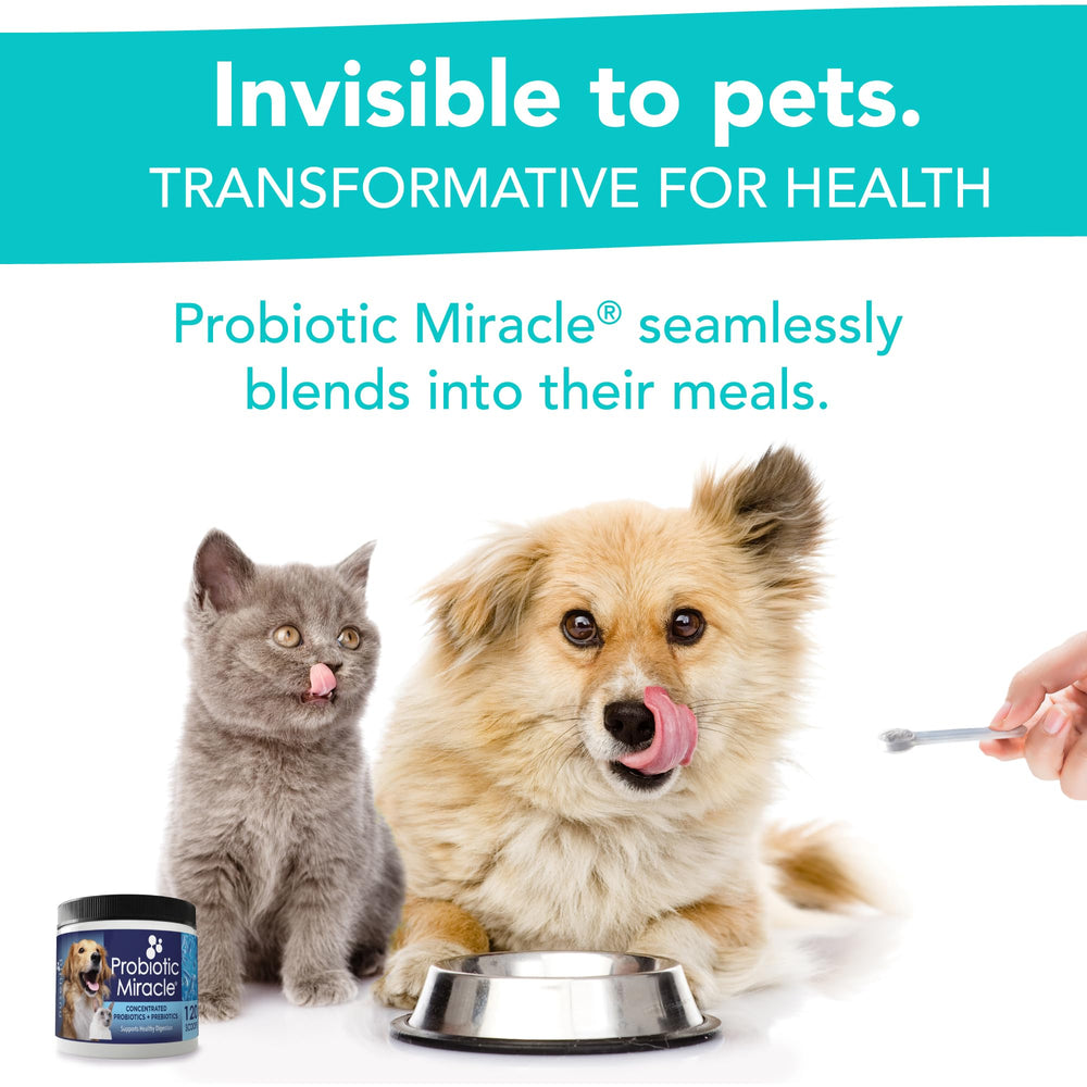 Nusentia Probiotic Miracle powder texture closeup shows fine mixable formula