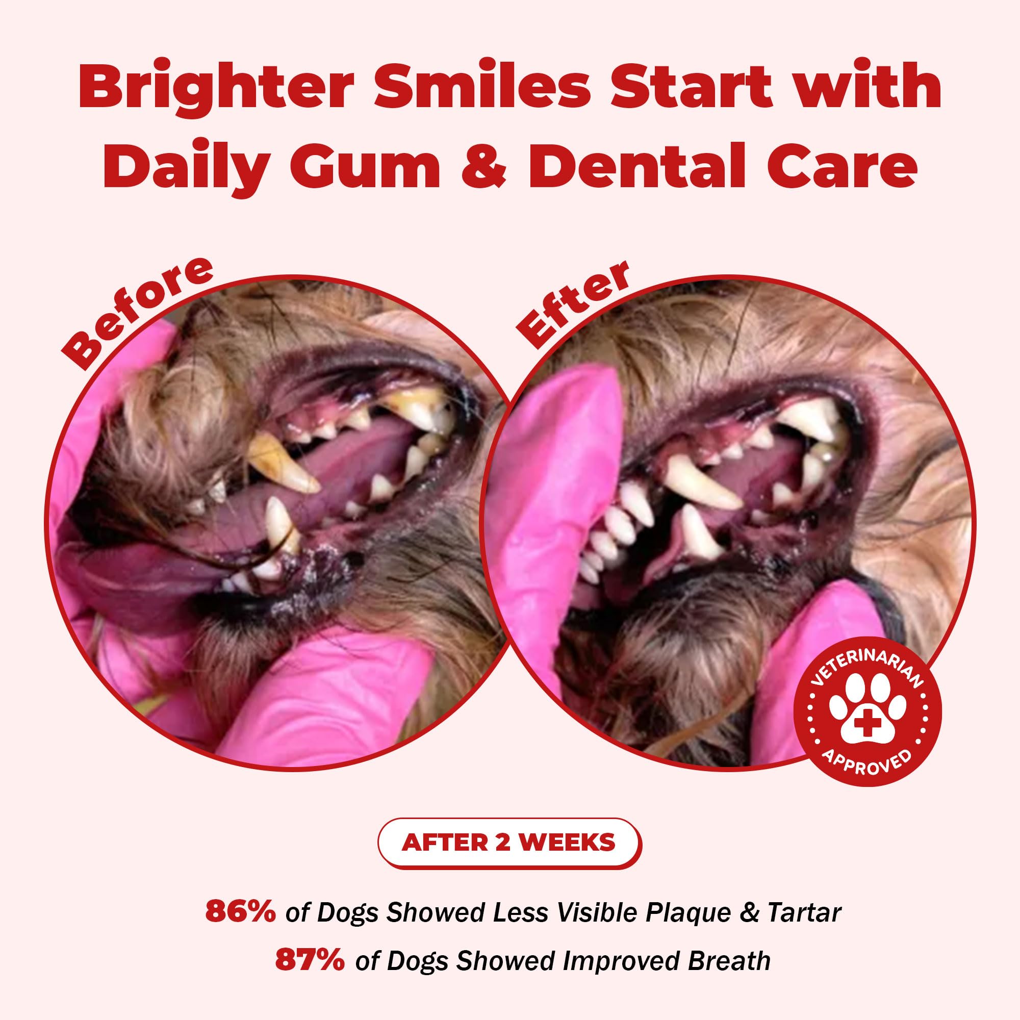 NutraLeonis Dog Dental Care tablets being dispensed for daily oral care.