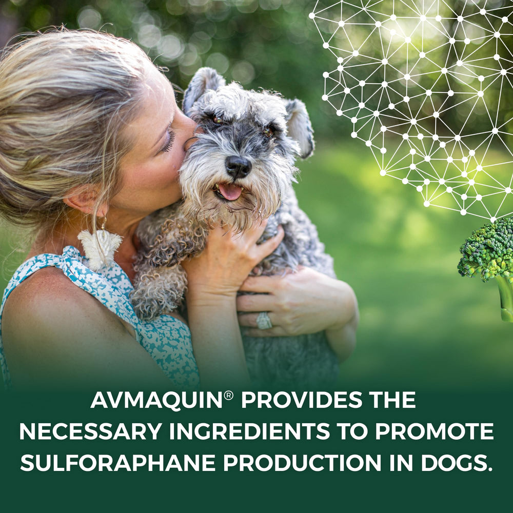 Nutramax Avmaquin daily-dose tablet ready for administration