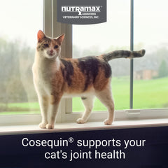 Nutramax Cosequin cat soft chews for easy administration across sizes.