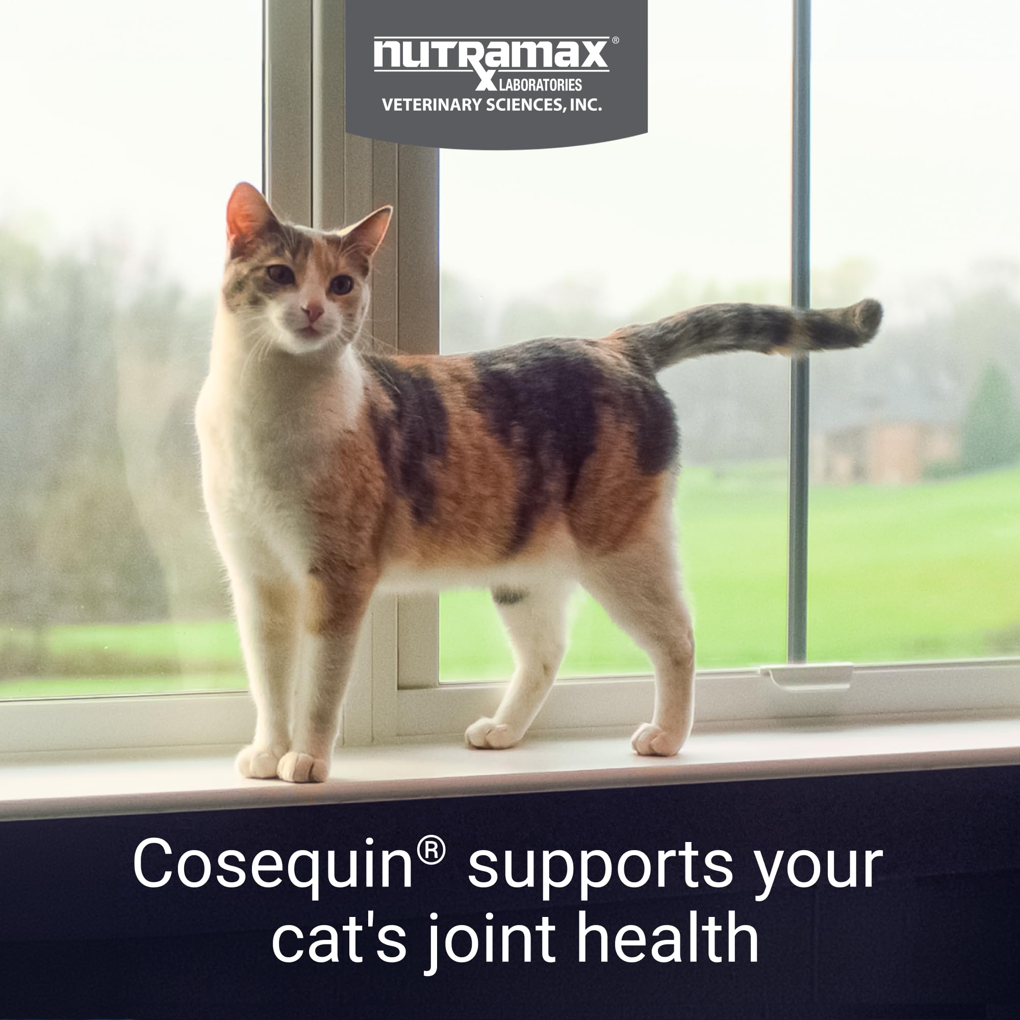 Nutramax Cosequin sprinkle capsules poured over food for easy daily use