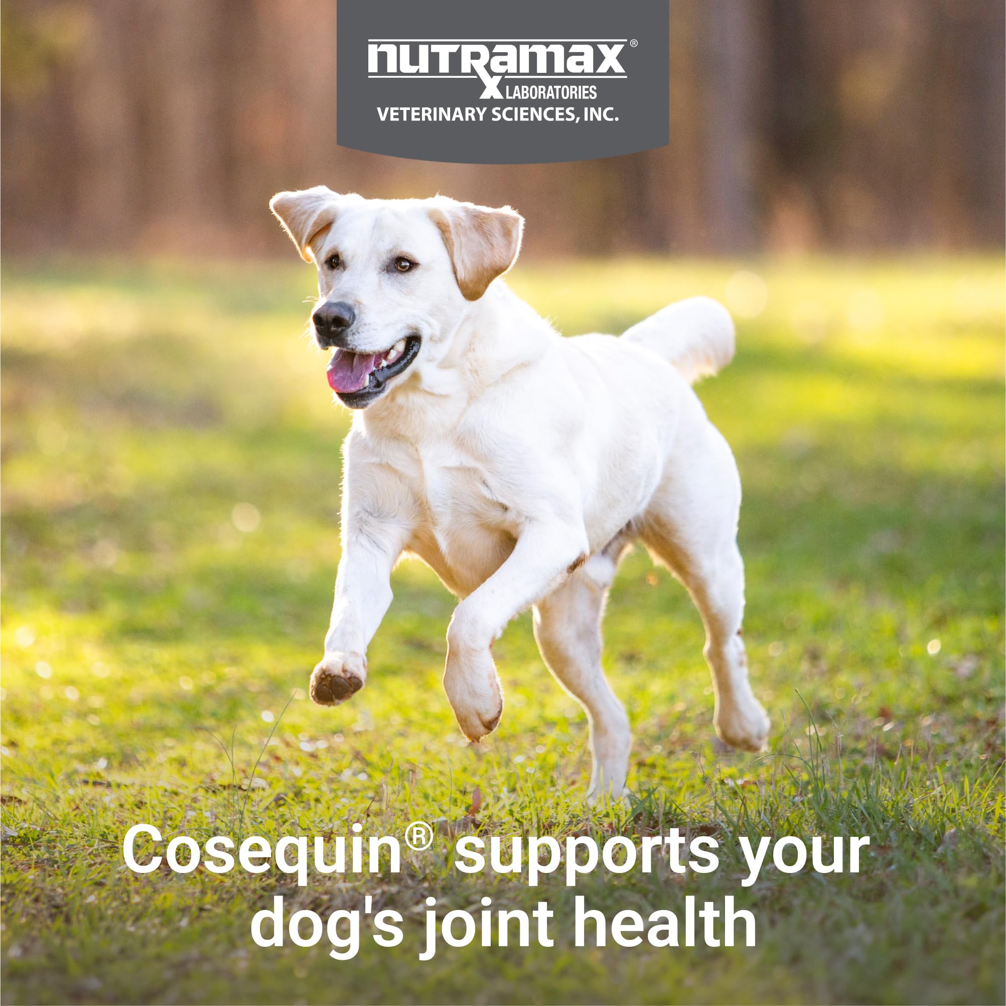 Nutramax Cosequin chondroitin MSM-dog-formula box highlights science-backed blend.