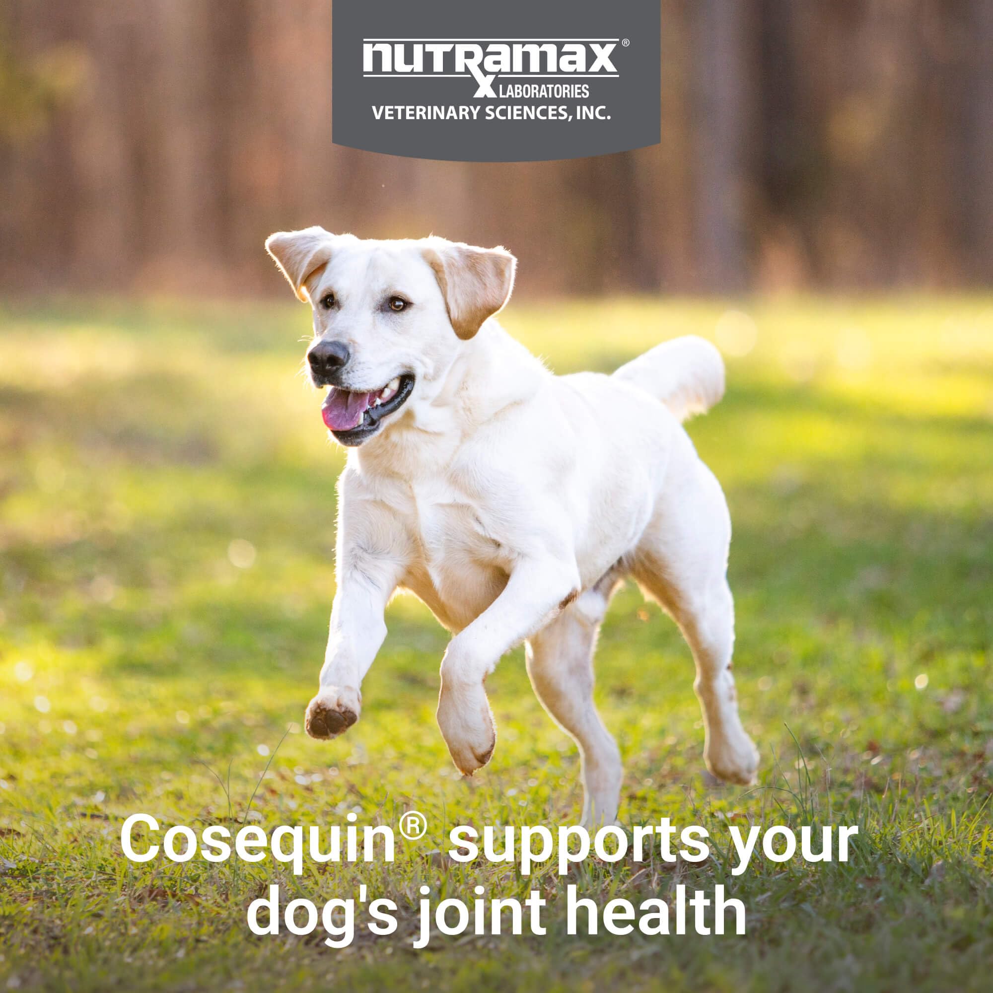 Cosequin dog ingredients glucosamine and chondroitin on the label