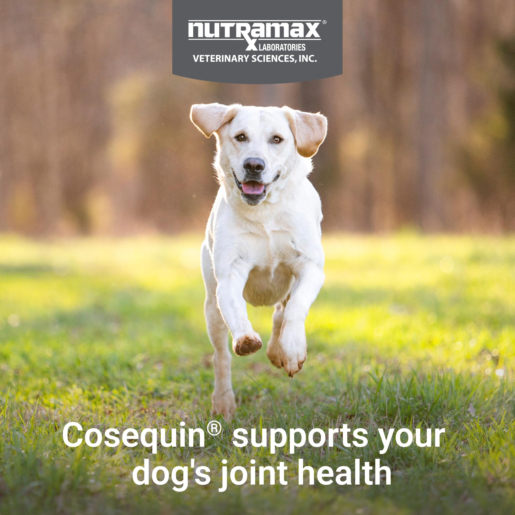 Nutramax Cosequin omega-3s soft chews image emphasizes skin and coat health.