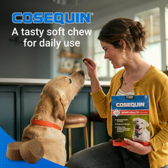 Dog ascending stairs with Cosequin supports smoother mobility