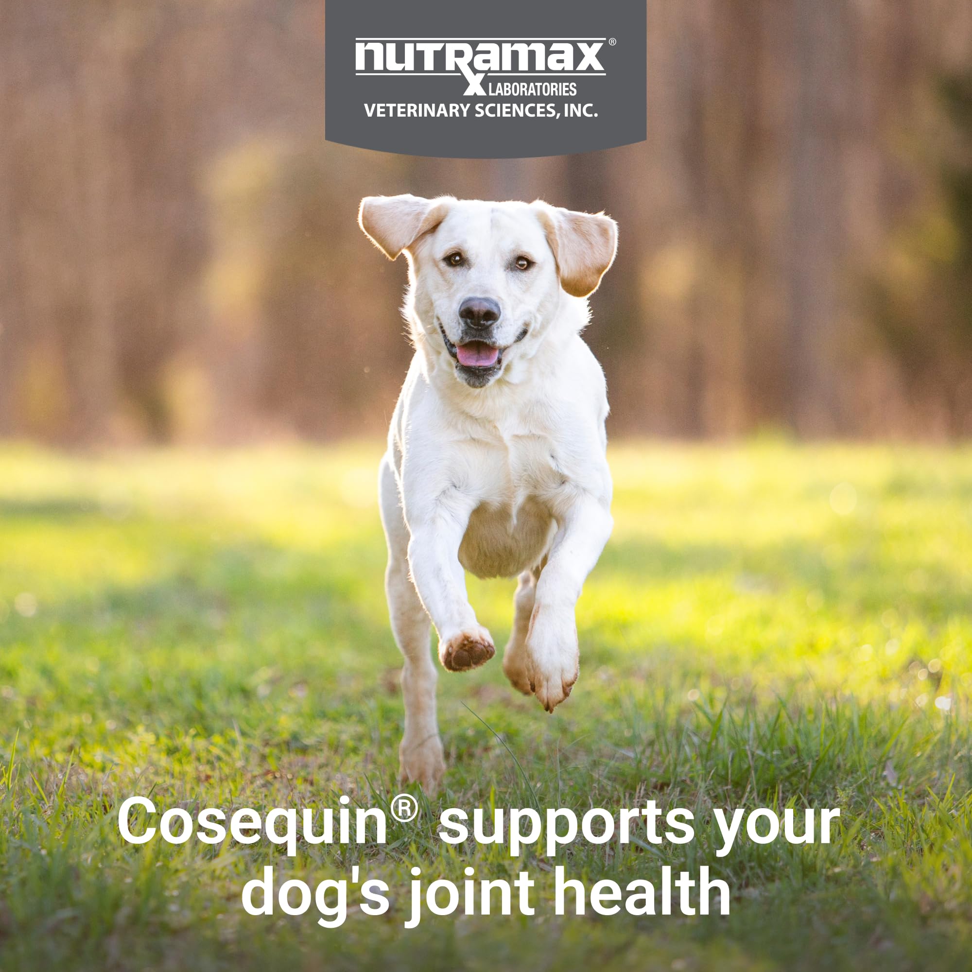 Dog on a walk shows potential joint comfort with Cosequin