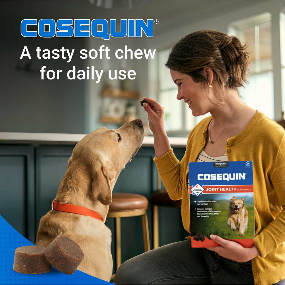 Dog running to illustrate potential mobility support from Nutramax Cosequin DS Plus MSM
