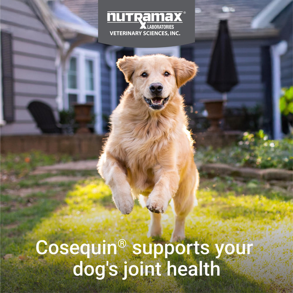 Front label of Nutramax Cosequin DS Plus MSM showing joint health ingredients