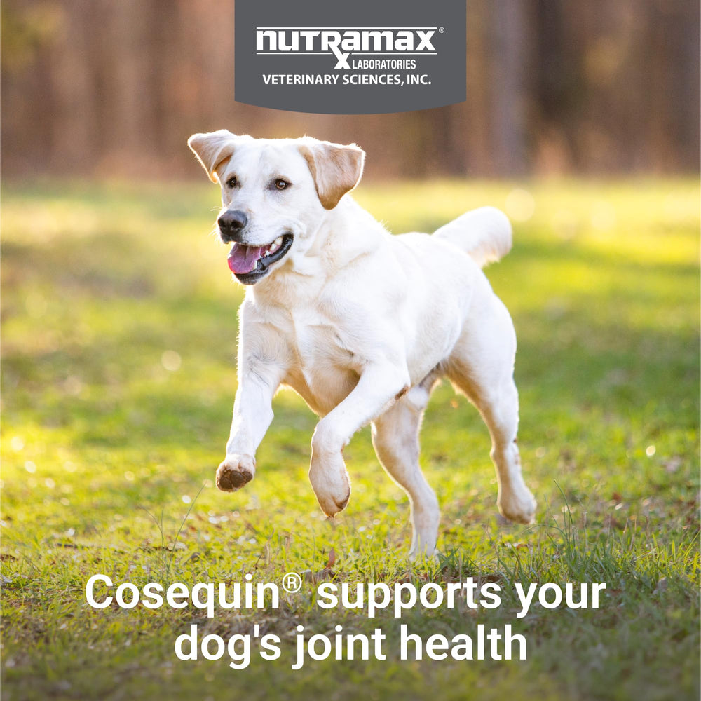 Nutramax Cosequin label closeup highlighting active ingredients for joint care.