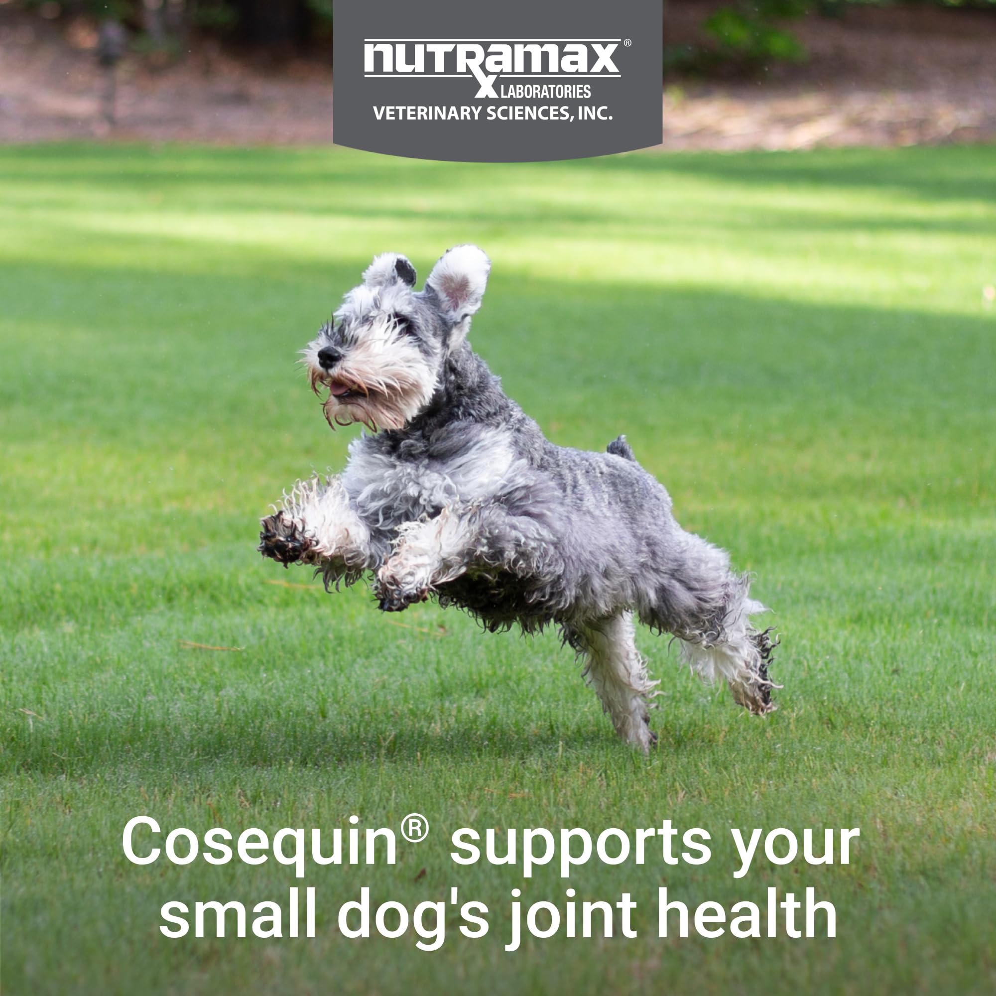 Boswellia in Cosequin Minis shown as a calming anti-inflammatory ingredient.