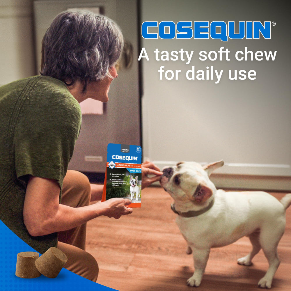 Small dog enjoys a tasty Cosequin Minis chew daily.