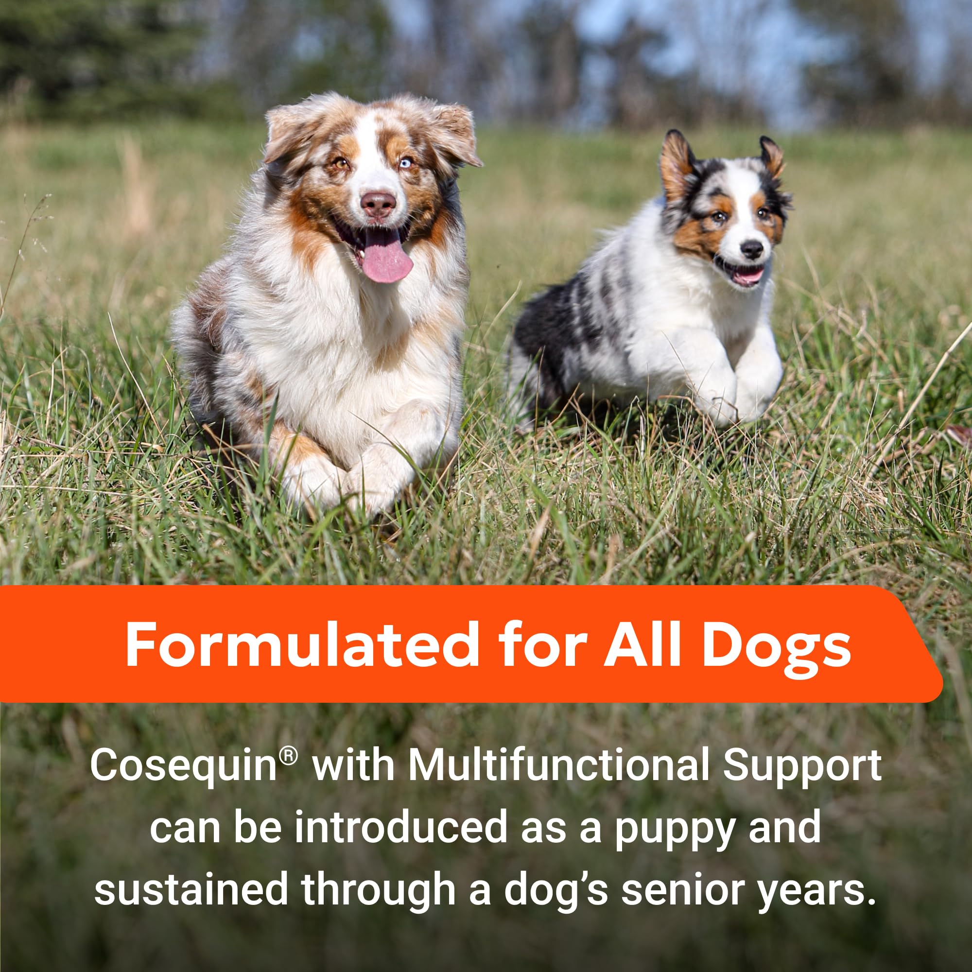 Postbiotic and beta-glucan blend in Nutramax Cosequin supports immune and digestive balance.