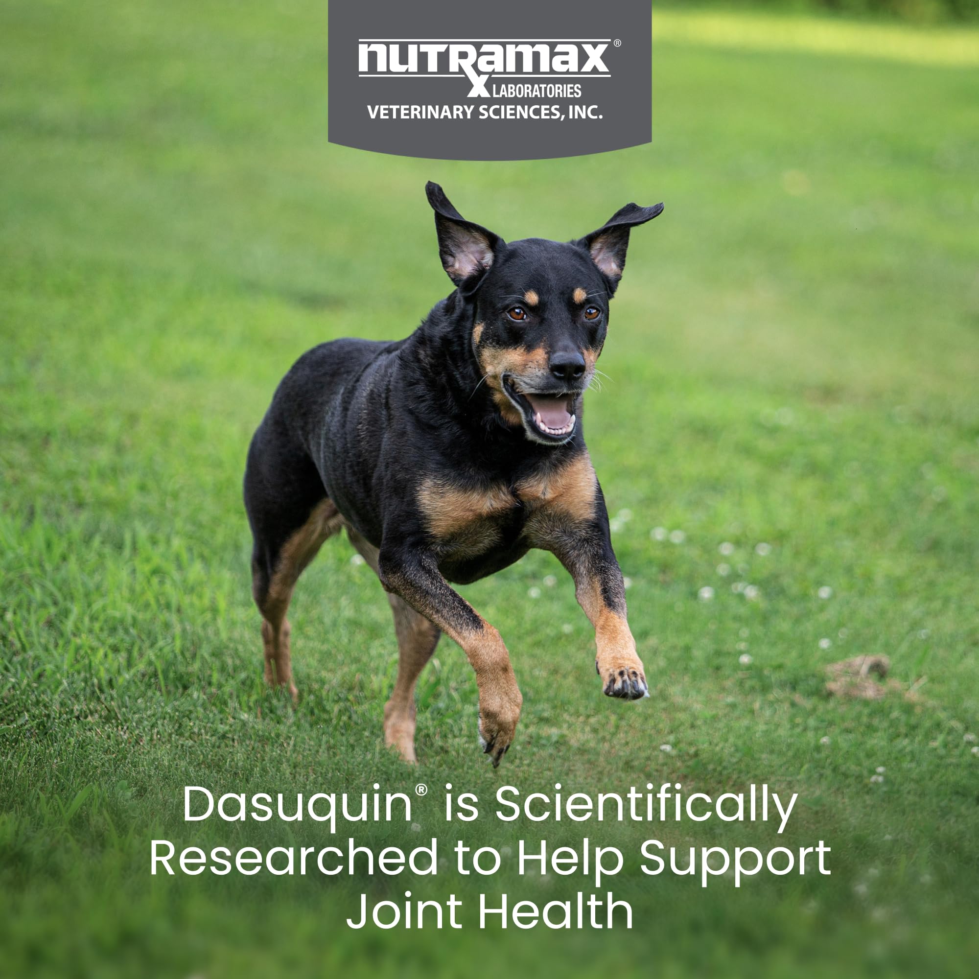 Nutramax Dasuquin bottle front label for quick product recognition.