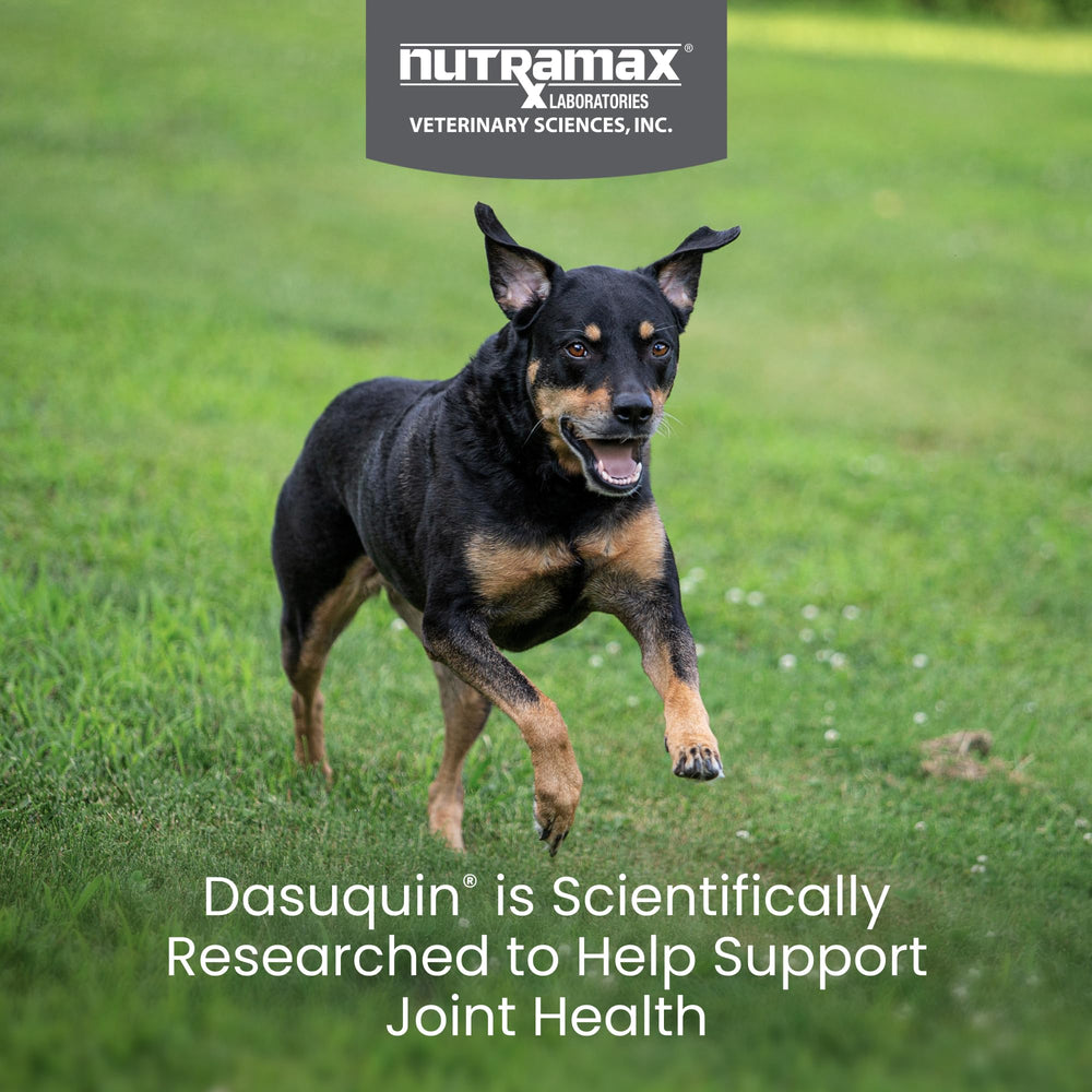 Nutramax Dasuquin bottle front label for quick product recognition.