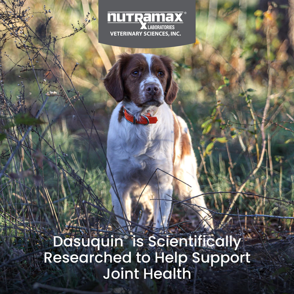 Nutramax Dasuquin bottle packaging for convenient daily dosing.