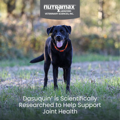 Dasuquin soft chews for large dogs ready for daily use