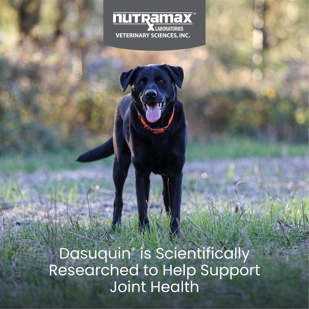 Nutramax Dasuquin large dogs chews ready to support joints during active play.
