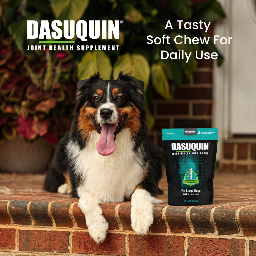 Dog enjoys Nutramax Dasuquin chew for daily joint care.