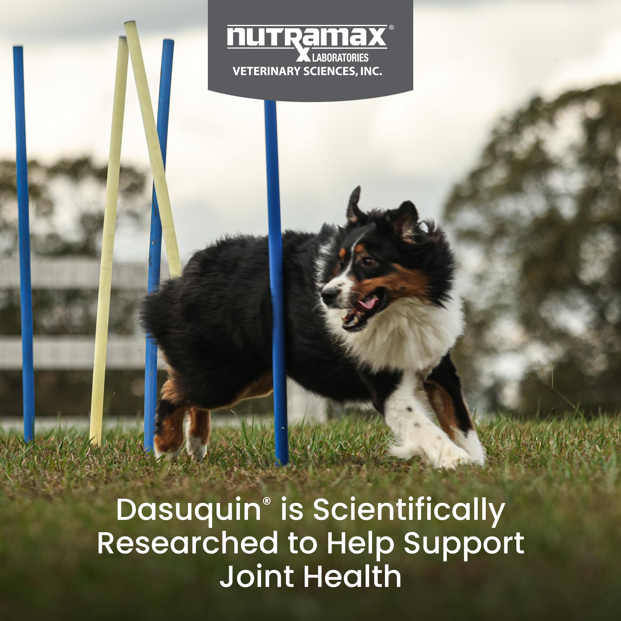 Nutramax Dasuquin large dogs soft chews closeup emphasizing tasty daily support.