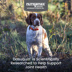 Nutramax Dasuquin packaging highlights joint health formula for dogs.