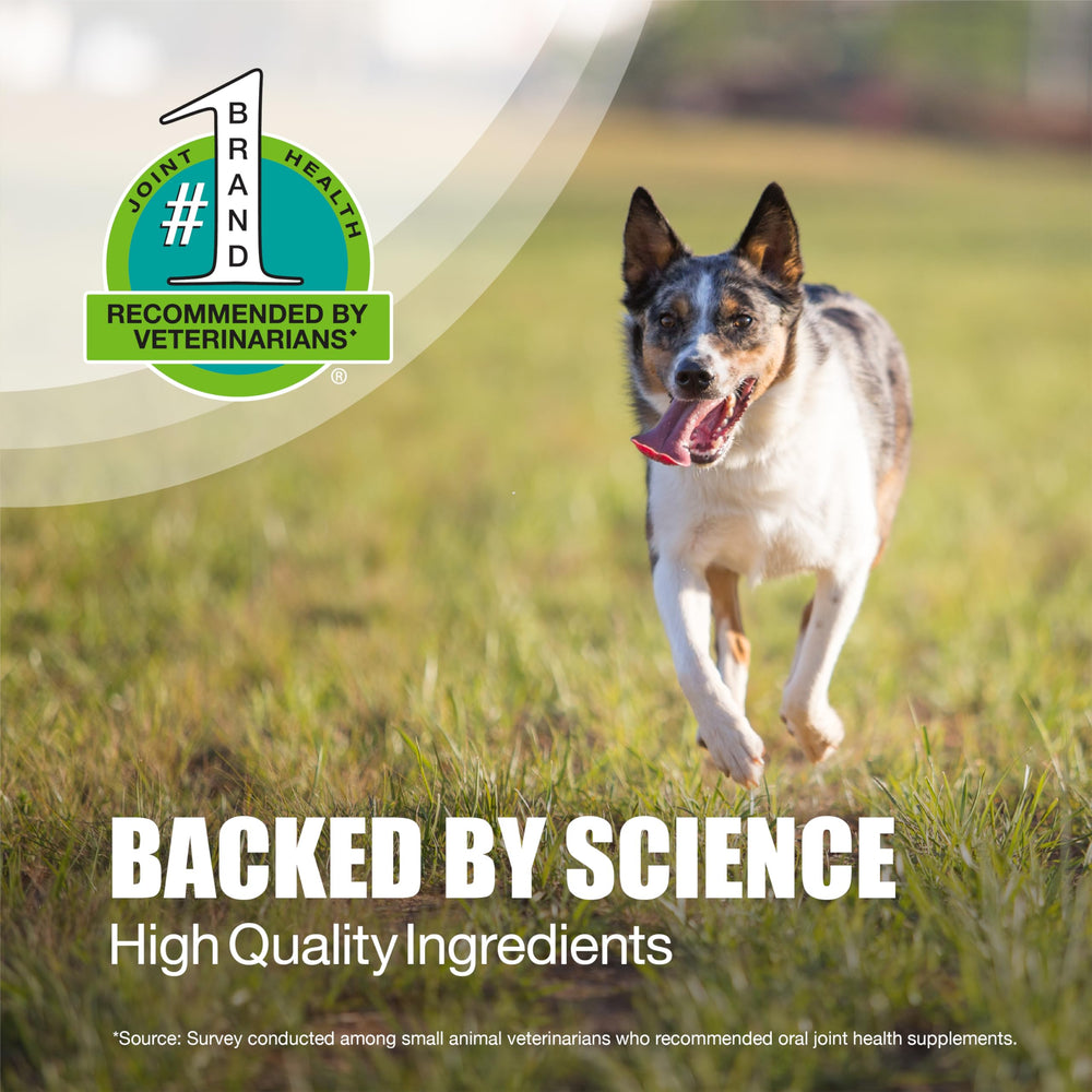 Senior dog walking with Dasuquin joint support
