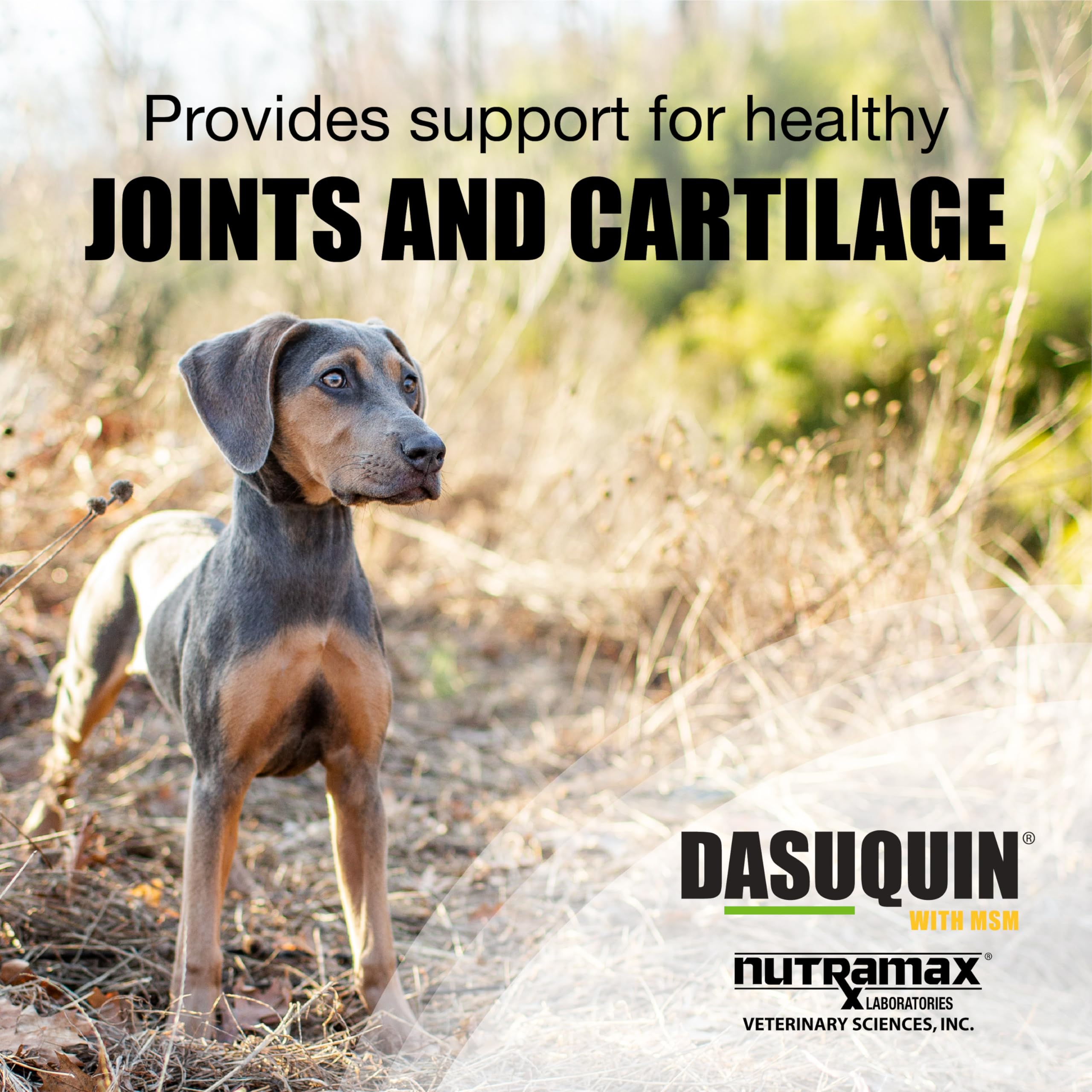 Dasuquin chewable tablets close-up for dogs