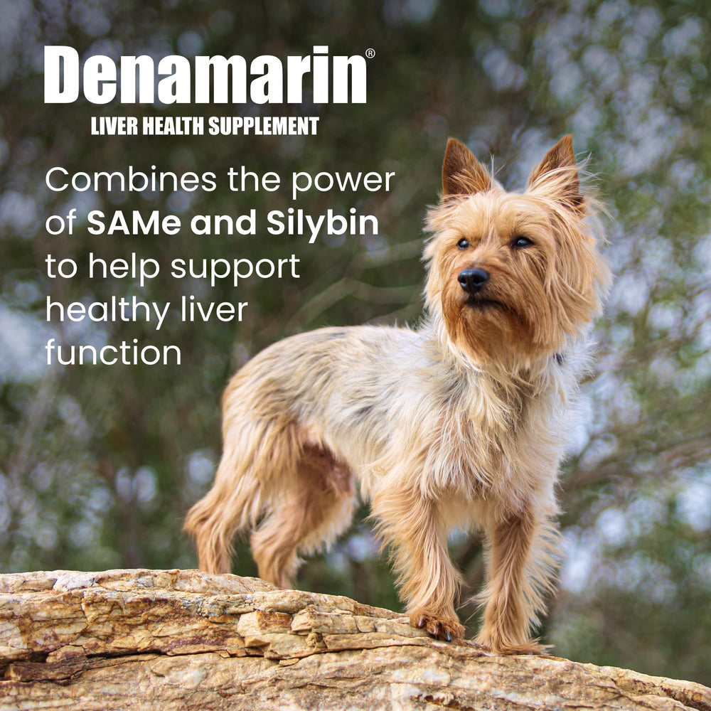 Coated Denamarin tablets close-up showing easy swallowing for pets