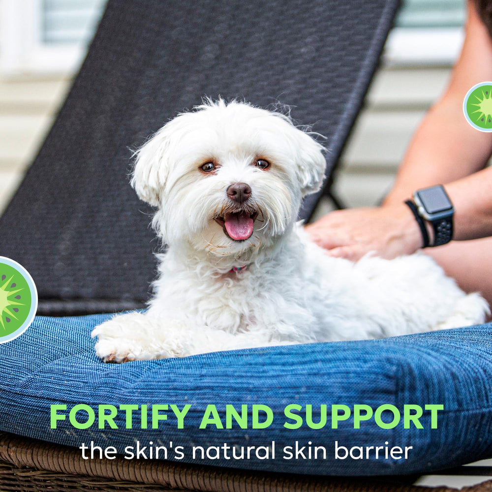 Nutramax Dermaquin beta-glucan image suggests immune pathways in skin.