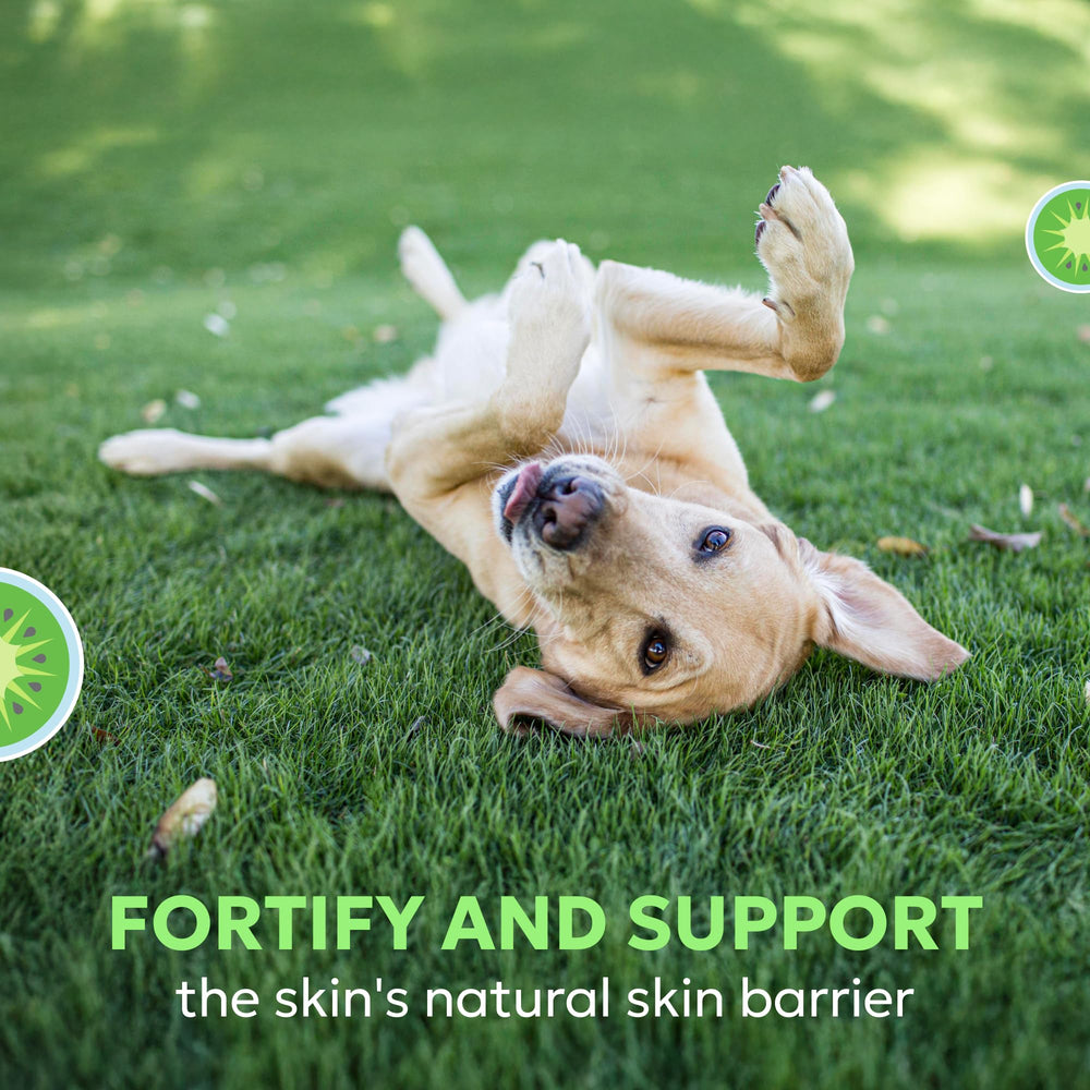 Hardy kiwi ingredient highlight in Dermaquin formula.