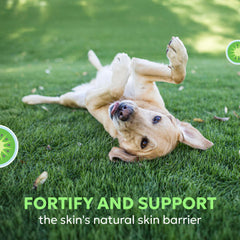 Hardy kiwi ingredient highlight in Dermaquin formula.