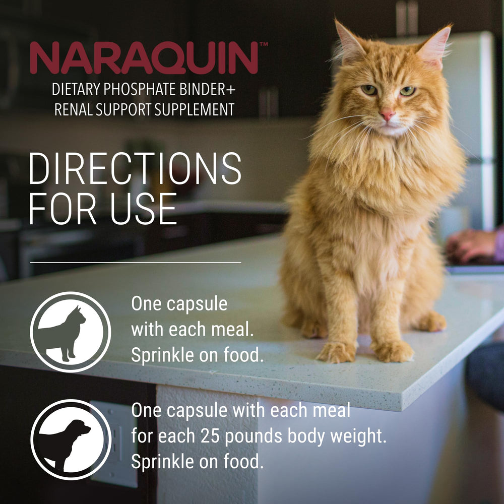 Cat eats with Nutramax NARAQUIN sprinkled on food for potential phosphate management.